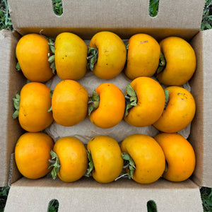 Tropical Persimmon *Pre-Order*