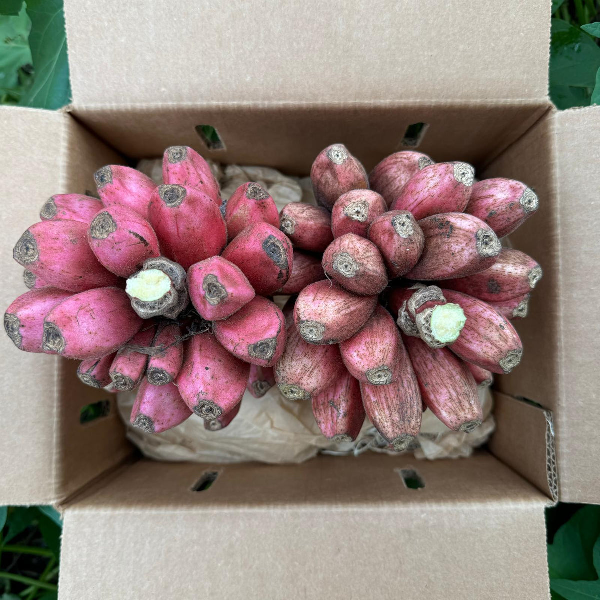 Pink Seeded Banana – Miami Fruit