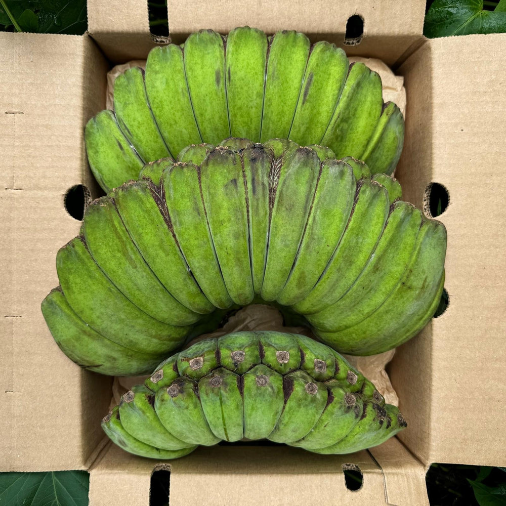 praying hands banana plant Praying Hands Banana *Pre-Order* – Miami Fruit