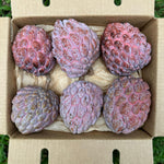 Purple Sugar Apple (Sweetsop) *Pre-Order*