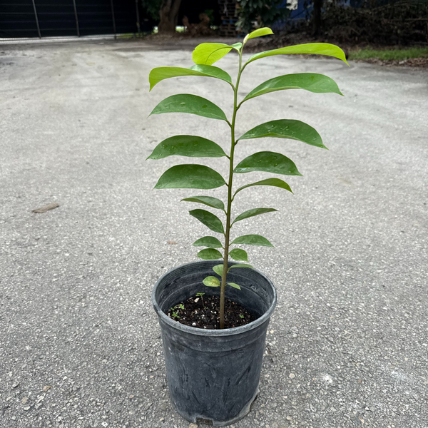 soursop plant in pot Soursop TREE- 1 gallon – Miami Fruit
