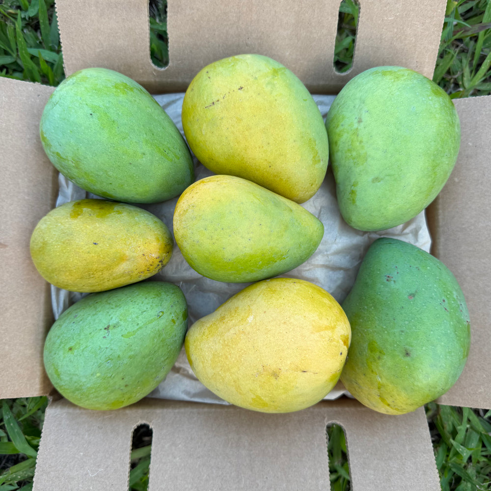 The "Fairchild" Mango *Pre-Order*