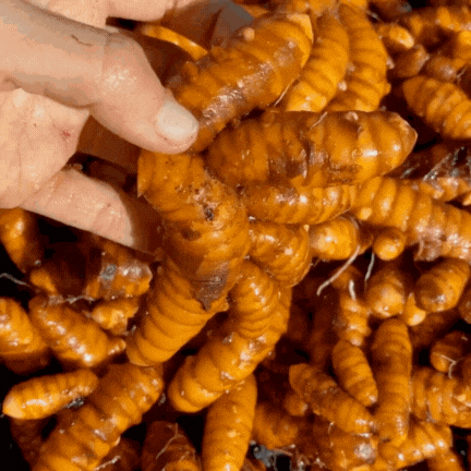 Fresh Turmeric *Pre-Order* – Miami Fruit