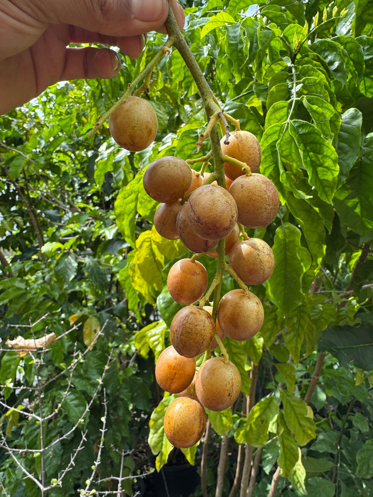 Wampee Roots Wampee (wampi) *Pre-Order* – Miami Fruit