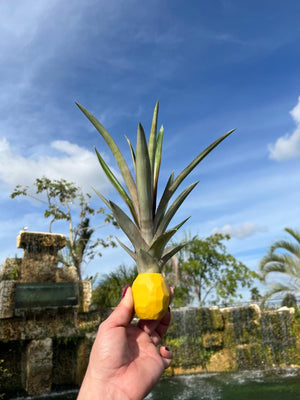 potted pineapple plant Decorative Stick-On Potted Pineapple Top – Miami Fruit