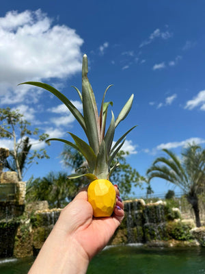 Decorative Stick-On Potted Pineapple Top