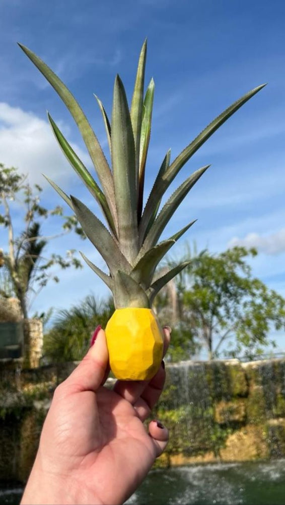 plant that looks like the top of a pineapple Decorative Stick-On Potted Pineapple Top – Miami Fruit