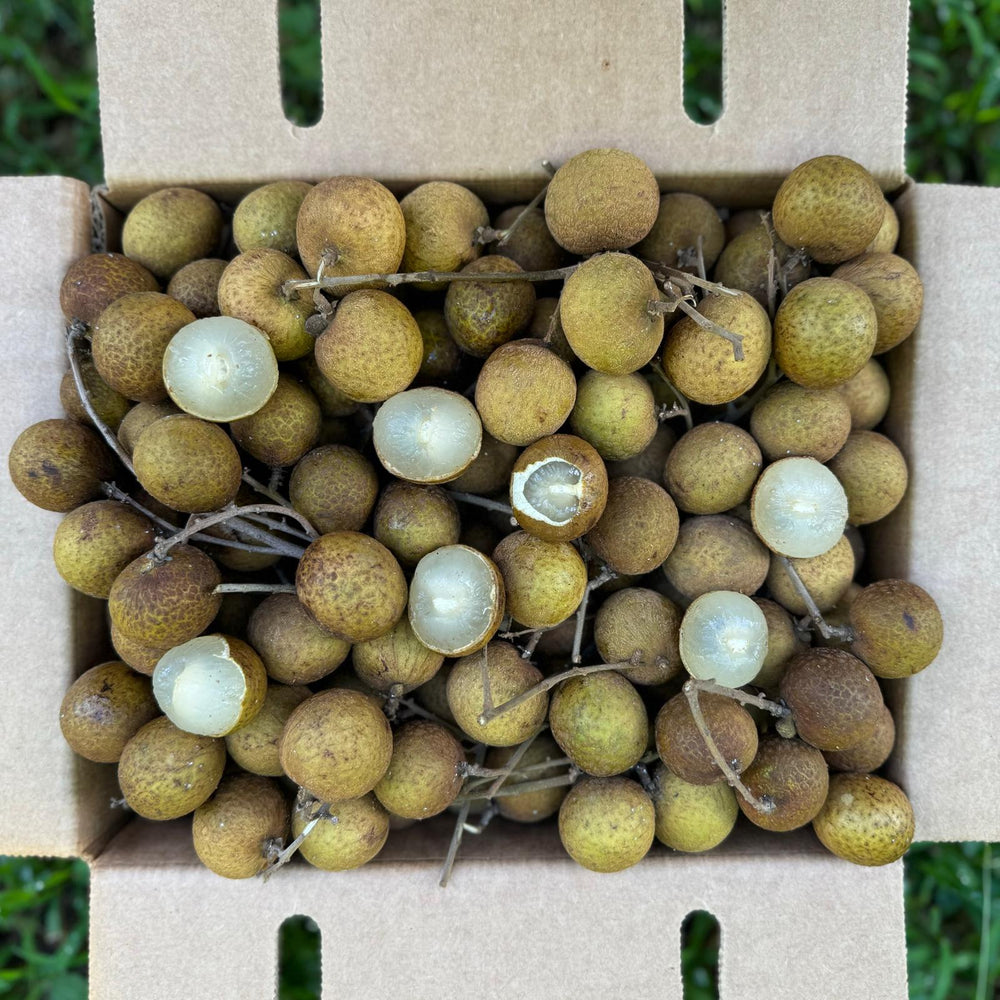 Biew Kiew (BQ) Longan *Pre-Order*