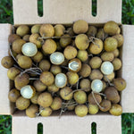 Biew Kiew (BQ) Longan