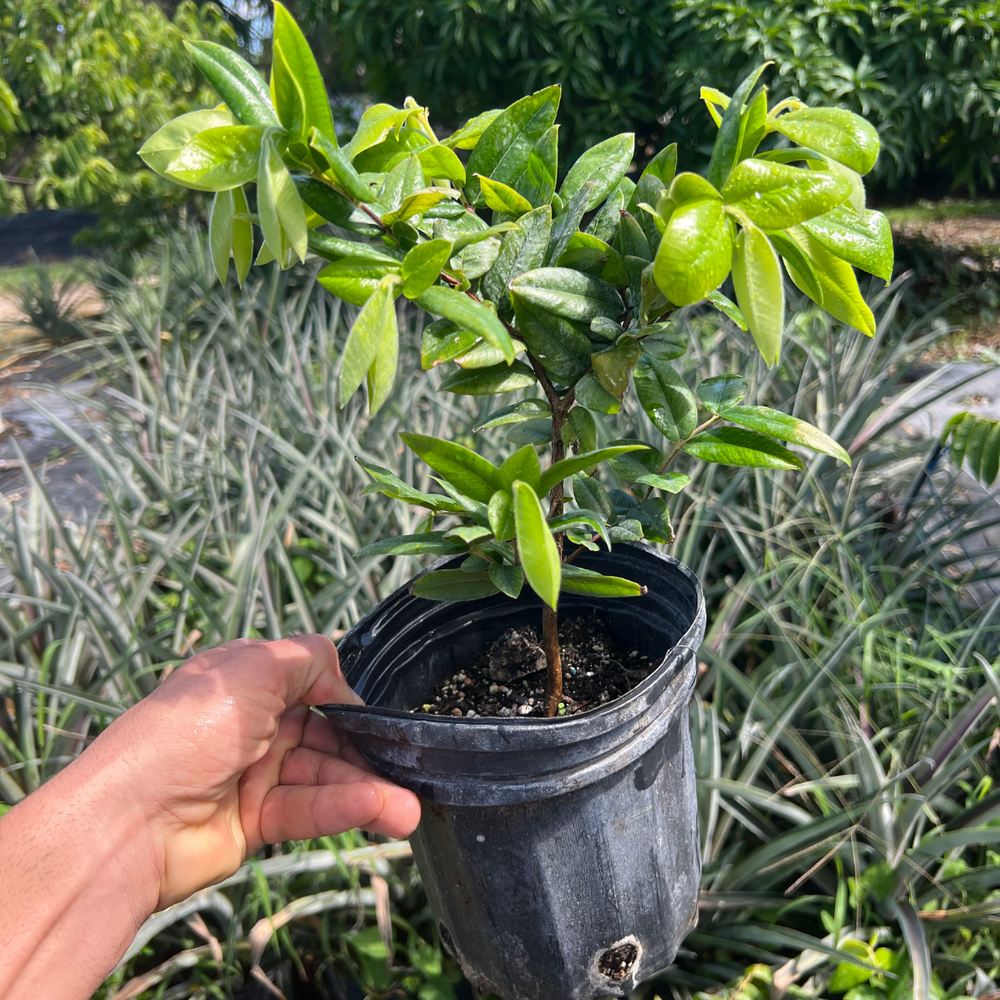 Yellow Jaboticaba TREE - 1 gallon