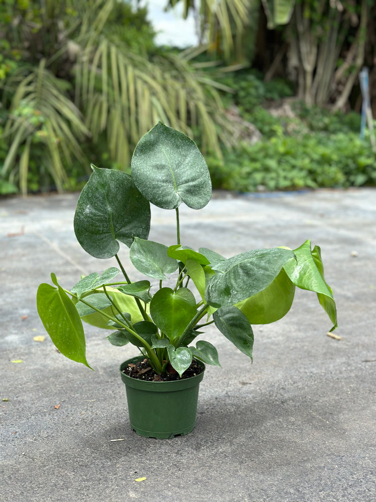 monstera deliciosa fruit cost Monstera Deliciosa PLANT – Miami Fruit