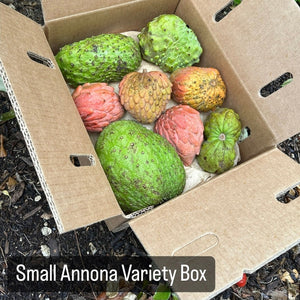 Annona Variety Box *Pre-Order*