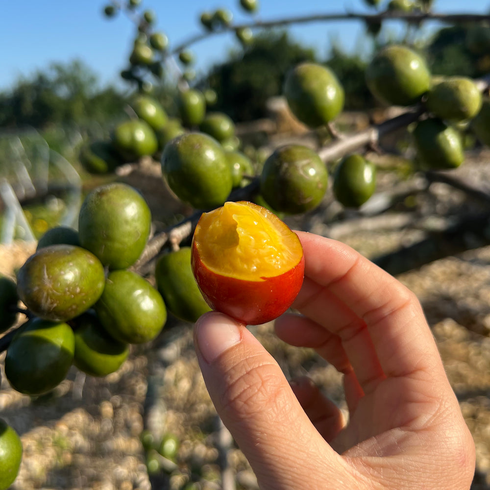 Ciruela Buy Ciruela online from Miami Fruit