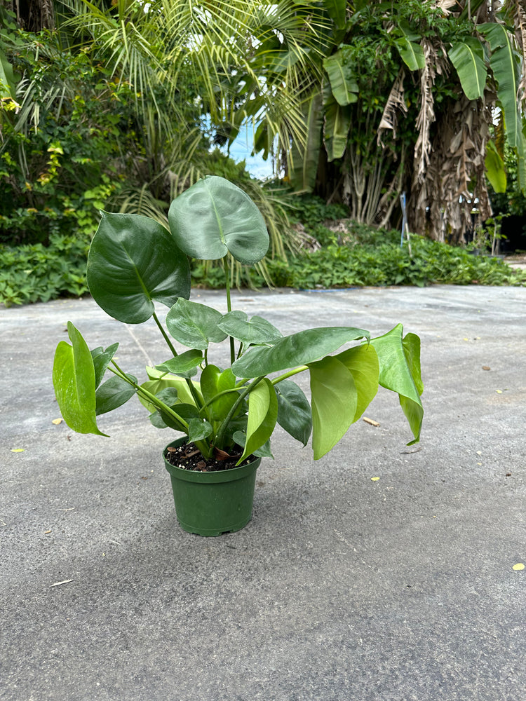 monstera deliciosa by garmi Monstera Deliciosa PLANT – Miami Fruit