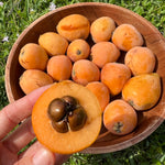 Loquat Box *LIMITED OFFER*