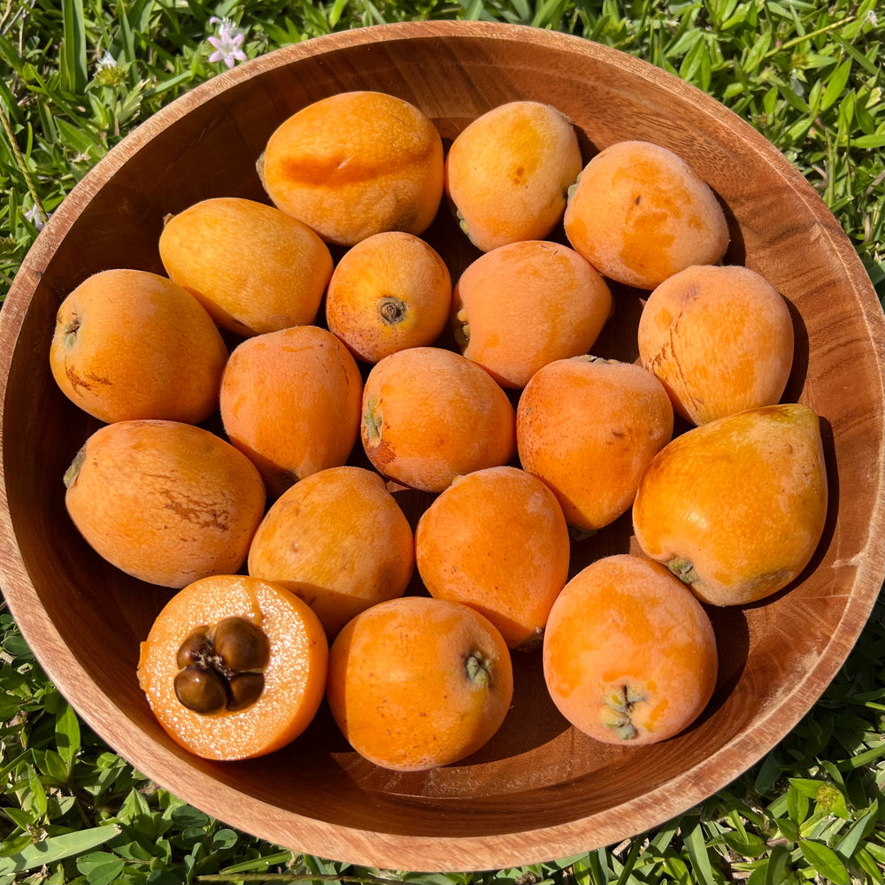 Loquat Box *LIMITED OFFER*