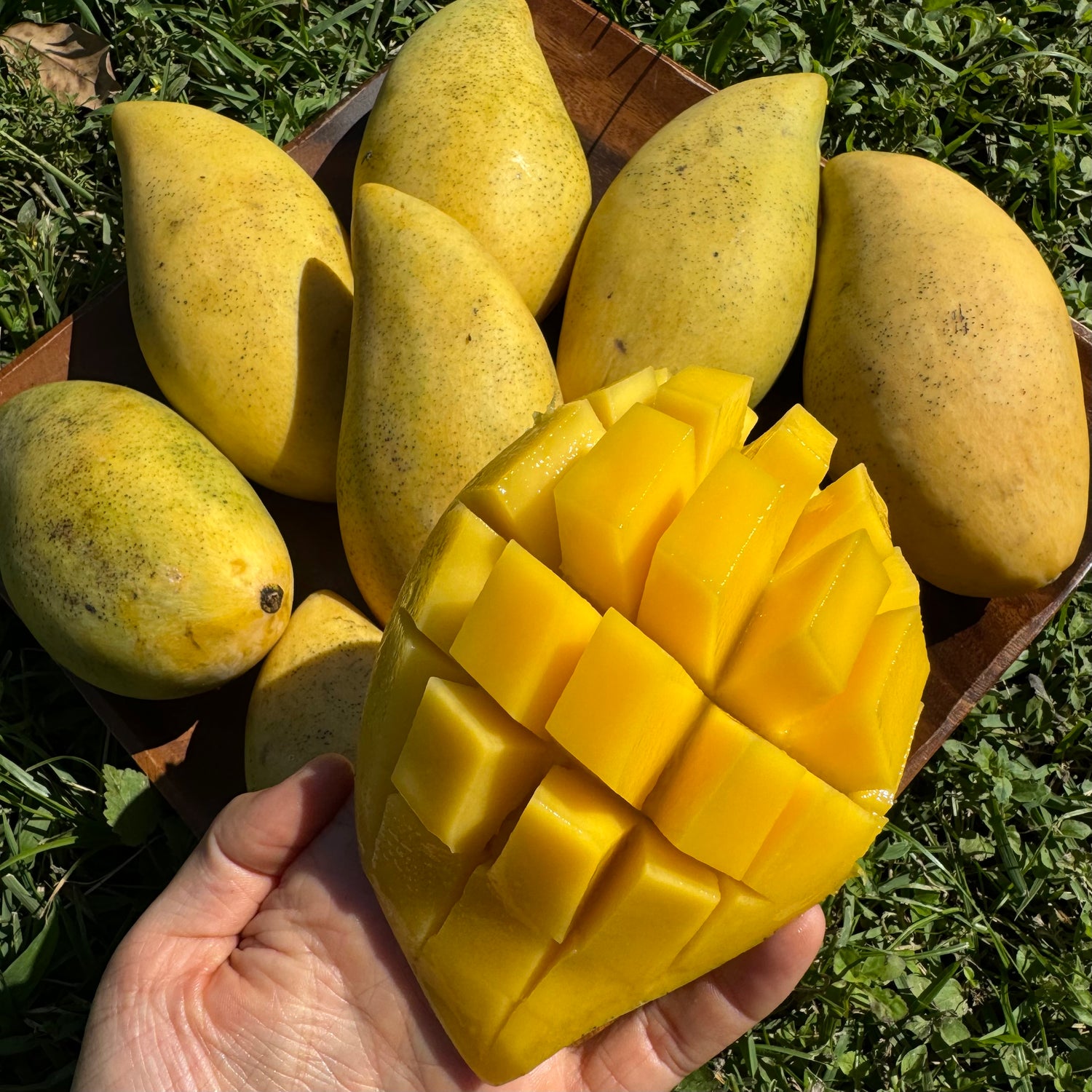 Nam Doc Mai Mango *Pre-Order* – Miami Fruit