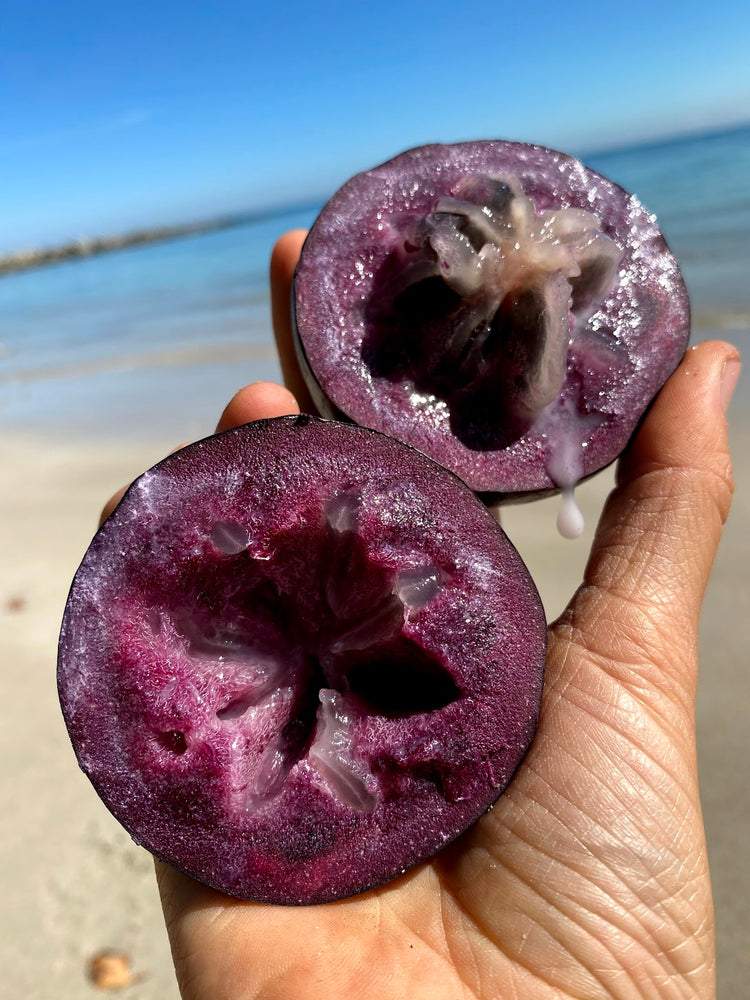 Camito Caimito Fruit Tree