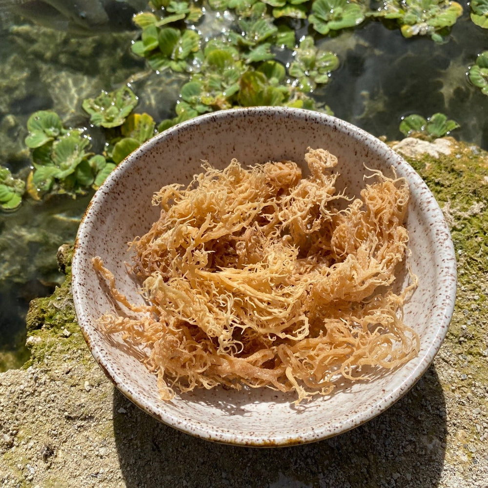 planted seed sea moss Wild Harvested Sea Moss – Miami Fruit