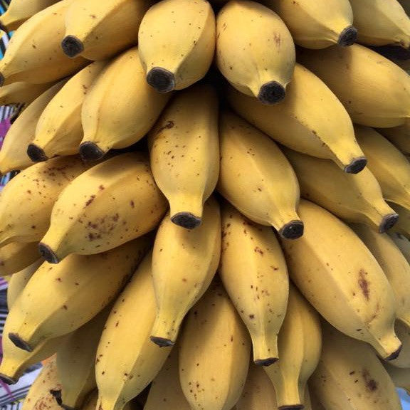 Mysore Banana