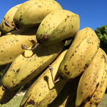 Praying Hands Banana *Pre-Order*