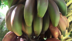 
            
                Load image into Gallery viewer, Cuban Red Banana Box *Pre-Order*
            
        