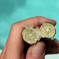 
            
                Load image into Gallery viewer, Caviar Lime (Finger Lime) Box
            
        