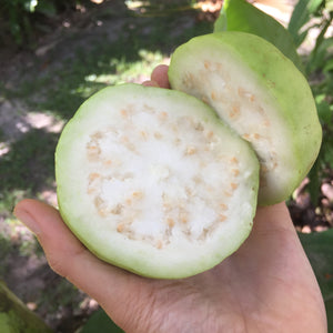 White Guava Box