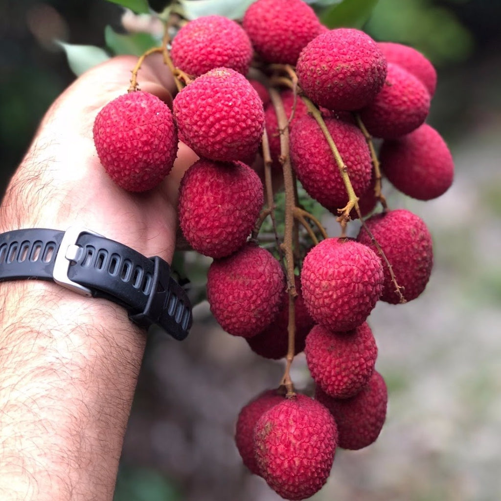 Lychee - Brewster Variety *Pre-Order* – Miami Fruit
