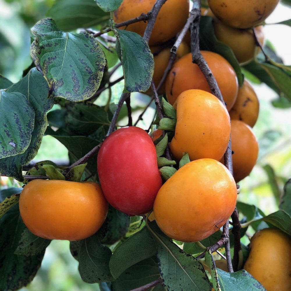 Tropical Persimmon