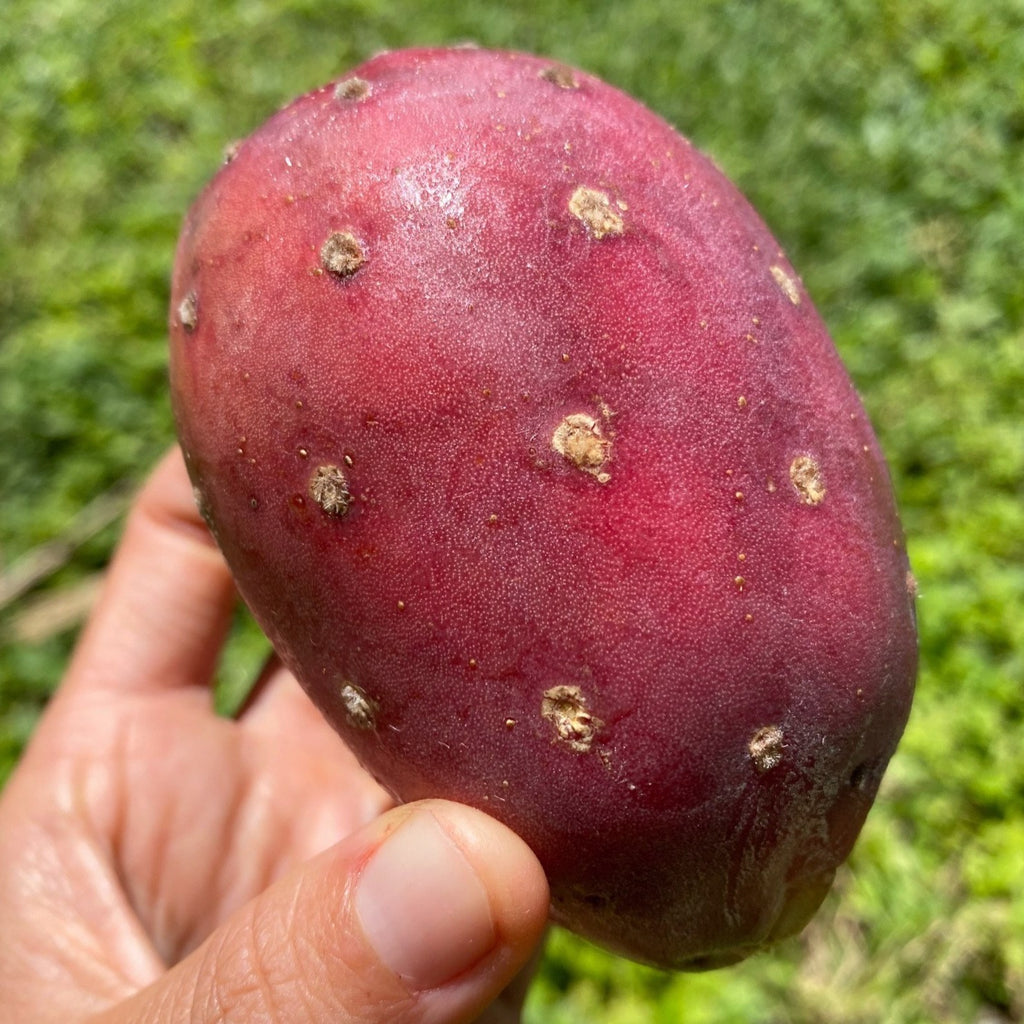 buy prickly pear cactus online Cactus Fruit (Prickly Pear) *Pre-Order* – Miami Fruit