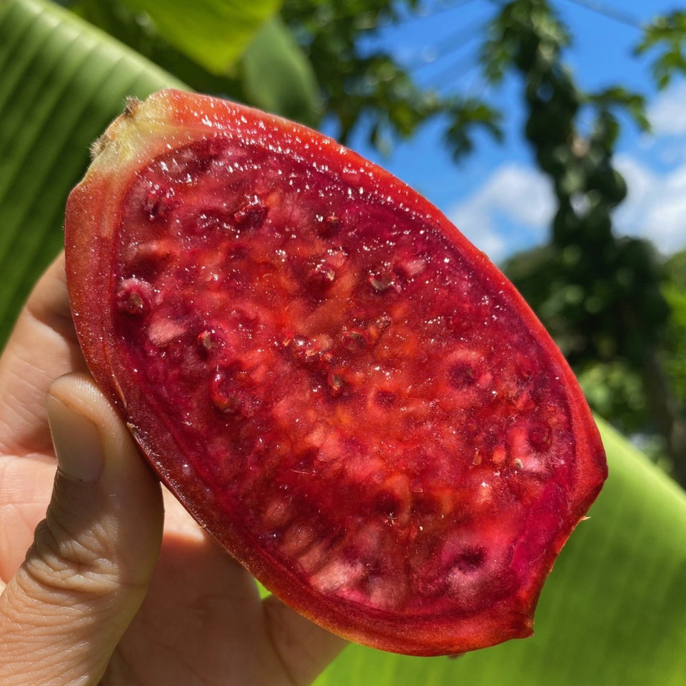 where to buy prickly pear cactus fruit Cactus Fruit (Prickly Pear) *Pre-Order* – Miami Fruit