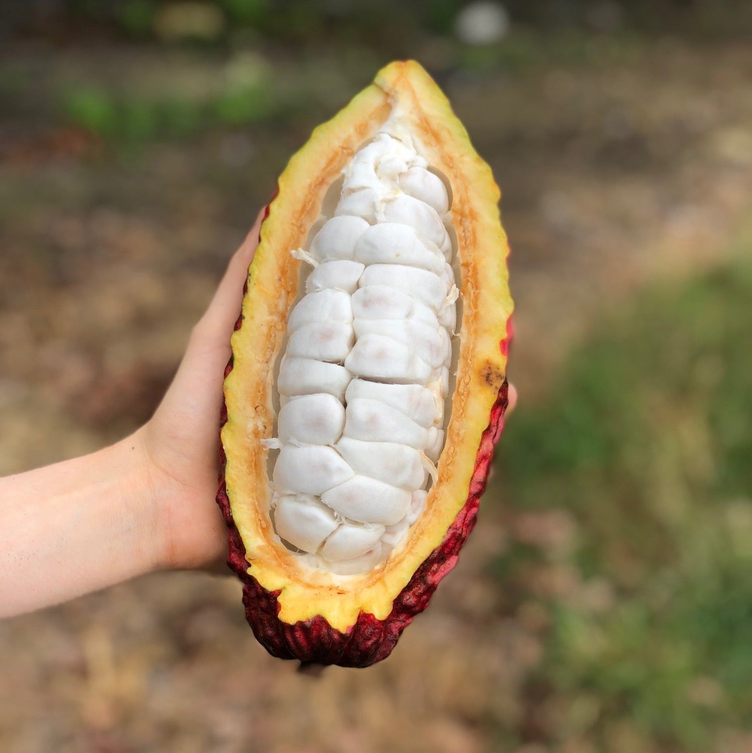 elfbar elfa master akku Ceremonial Cacao Pod main image 0