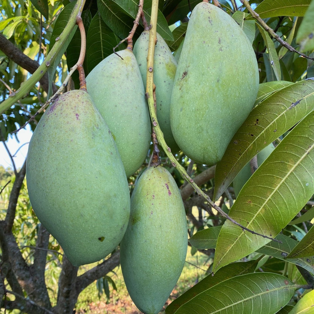 When&nbsp; Totapuri &nbsp;<b>Mango</b>&nbsp;comes into season and is&a...