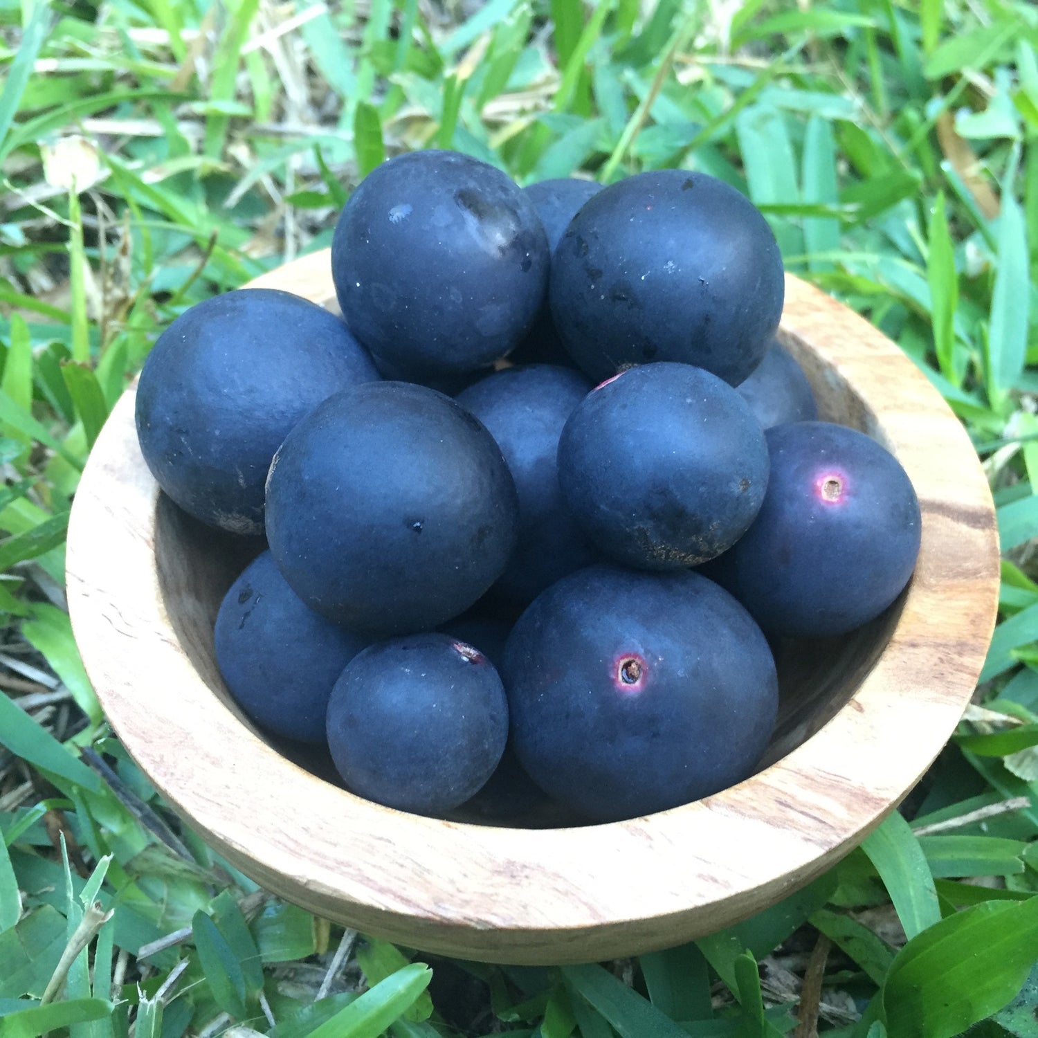 Blue Grapes With Seeds