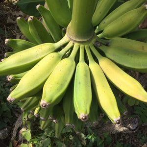 
            
                Load image into Gallery viewer, Orinoco - Burro Banana Box
            
        