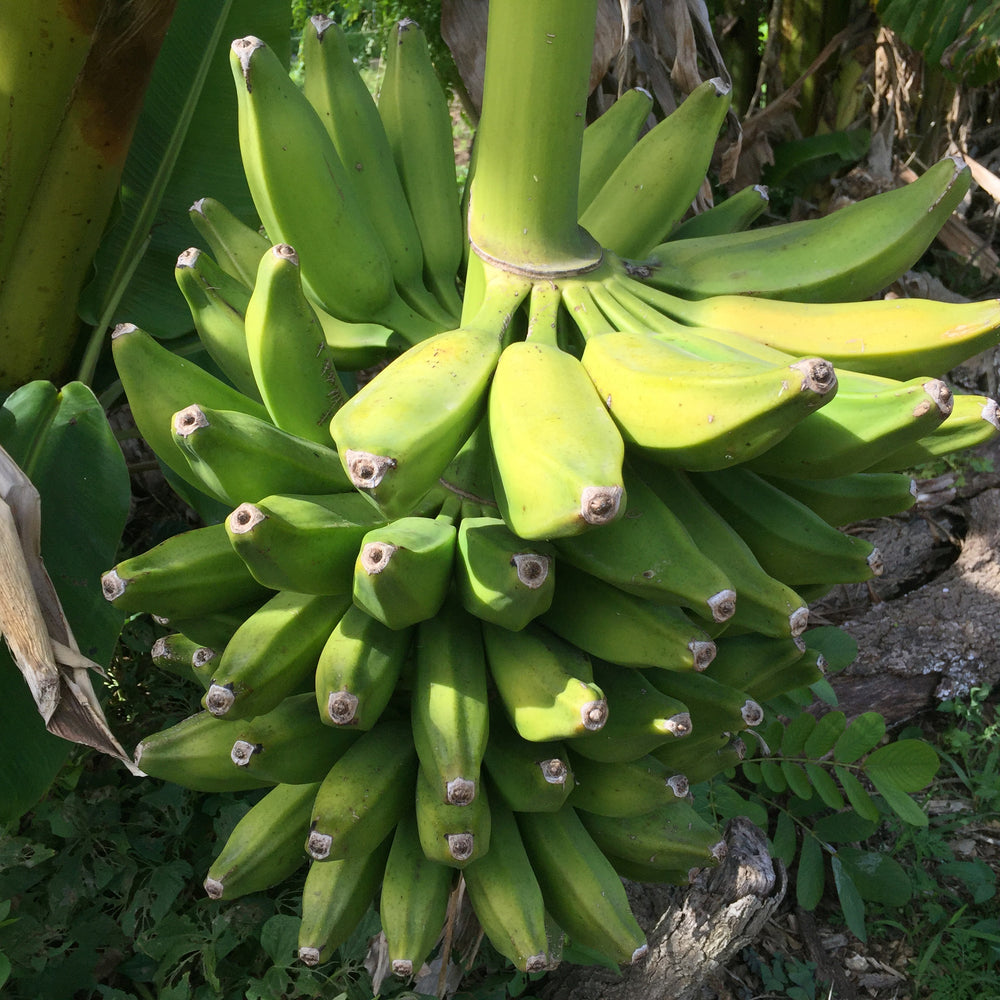 Orinoco - Burro Banana