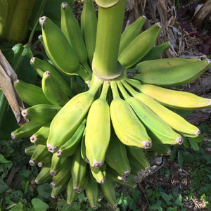 Orinoco - Burro Banana