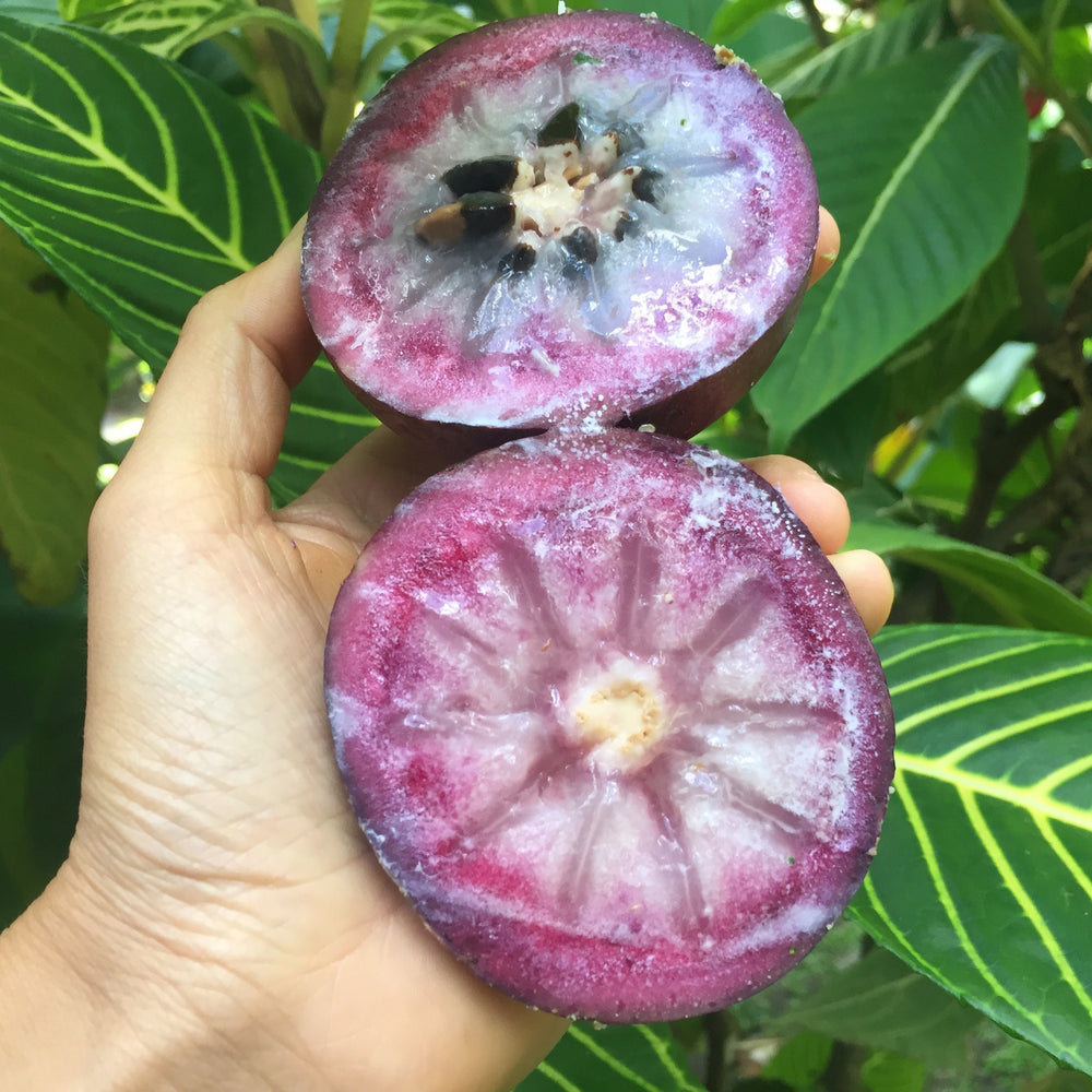 Star Apple - (Caimito) – Miami Fruit