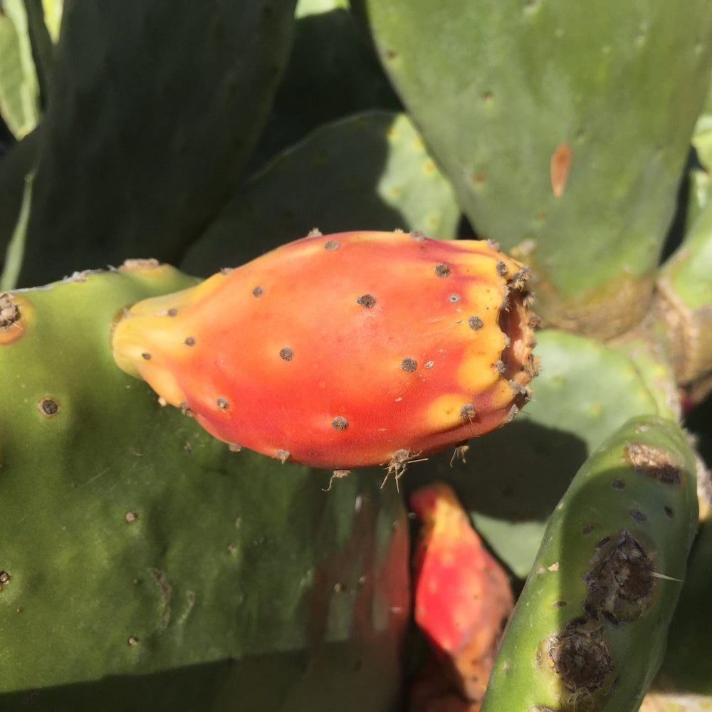 where can i buy prickly pear cactus fruit Cactus Fruit (Prickly Pear) *Pre-Order* – Miami Fruit