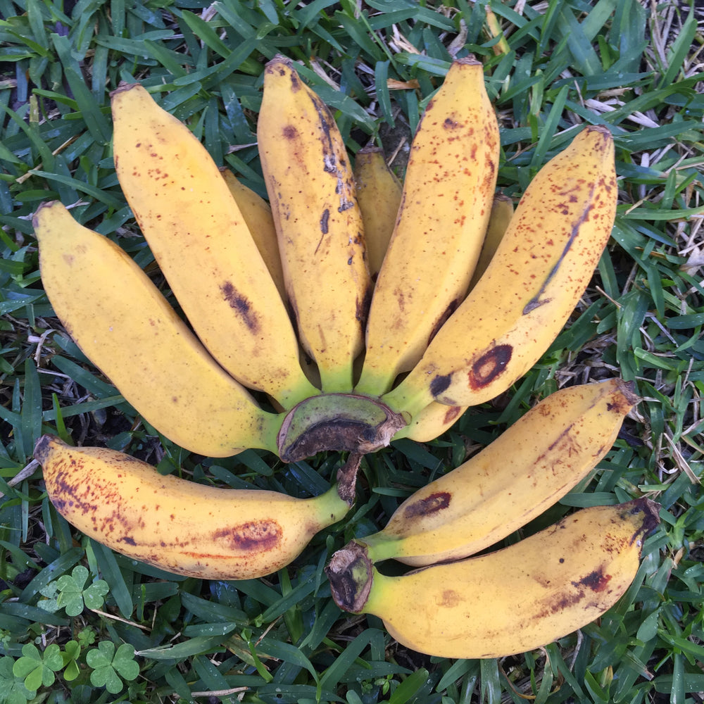 Pisang Raja Bananas