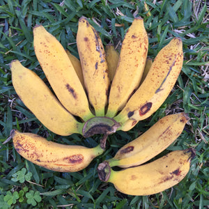 
            
                Load image into Gallery viewer, Pisang Raja Bananas
            
        