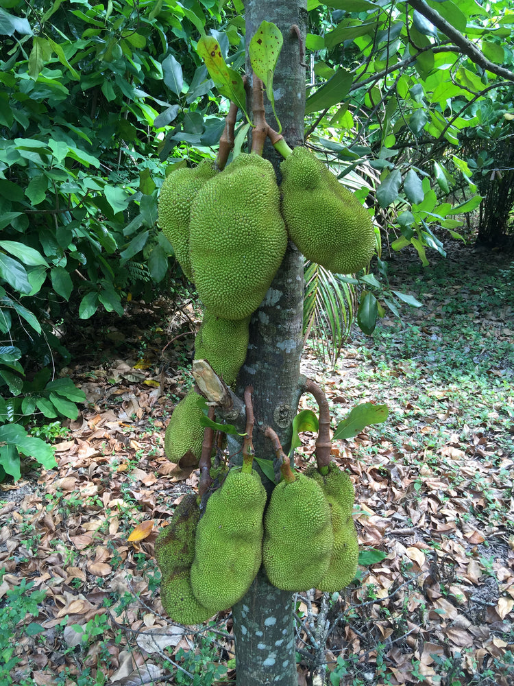 Green Jackfruit (Unripe for Cooking) *Pre-Order*