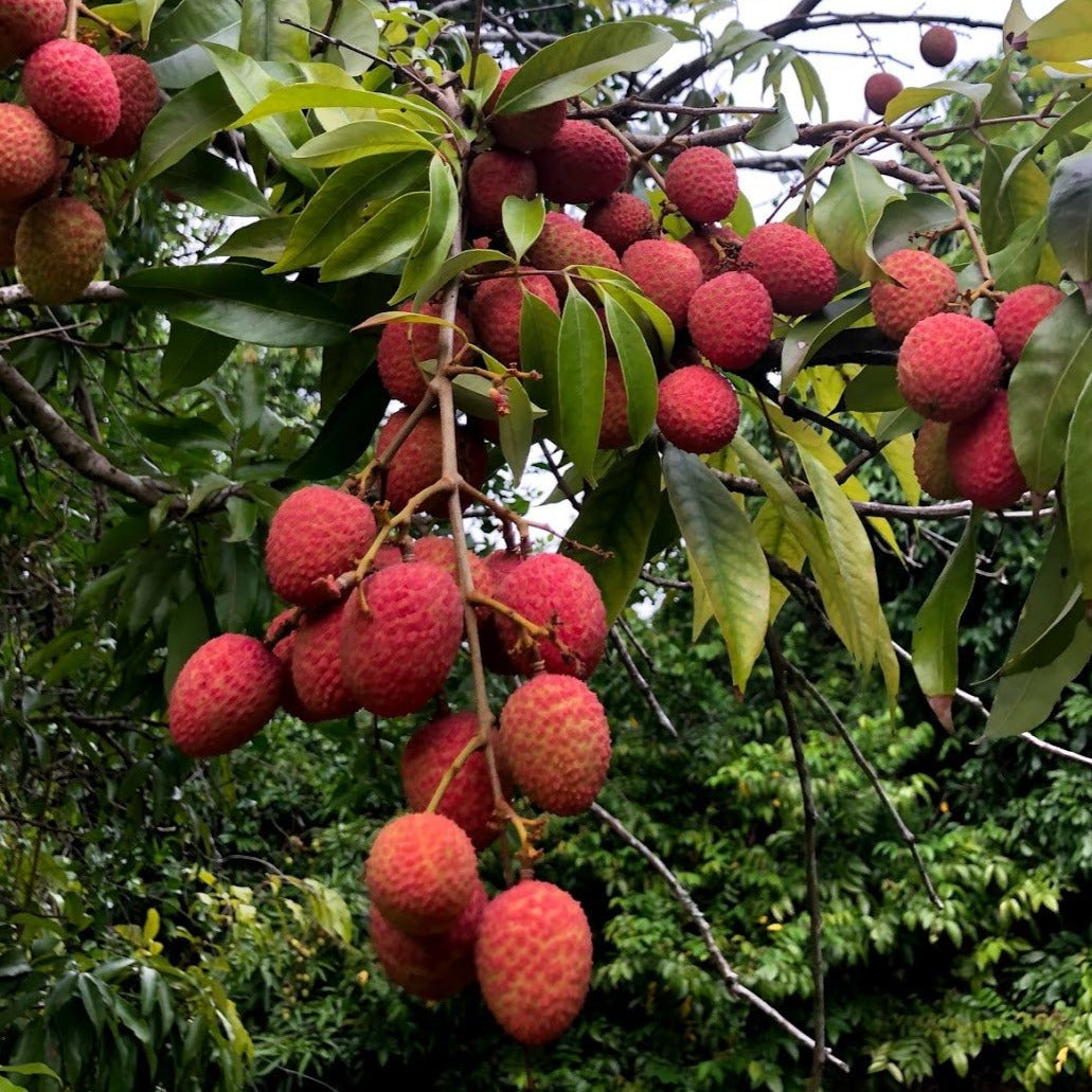 Lychee - Mauritius Variety *Pre-Order* – Miami Fruit