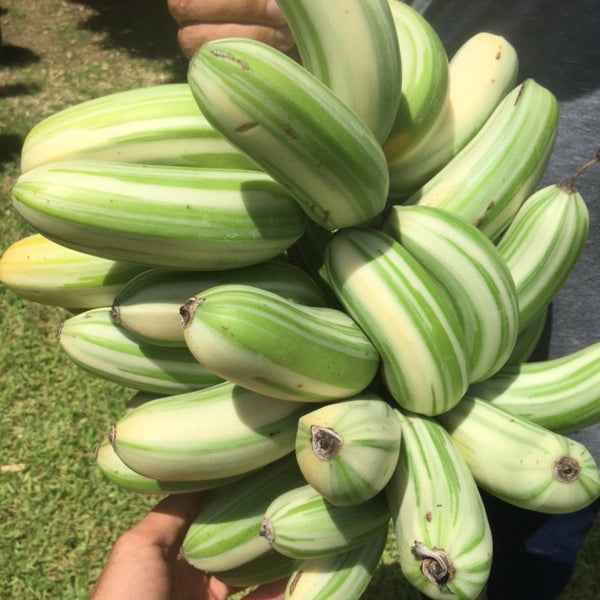 Variegated Banana *Pre-Order* – Miami Fruit