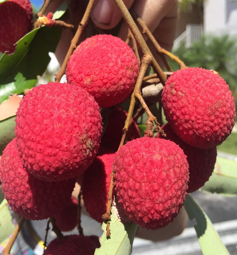 
            
                Load image into Gallery viewer, Lychee - Brewster Variety *Pre-Order 2024*
            
        