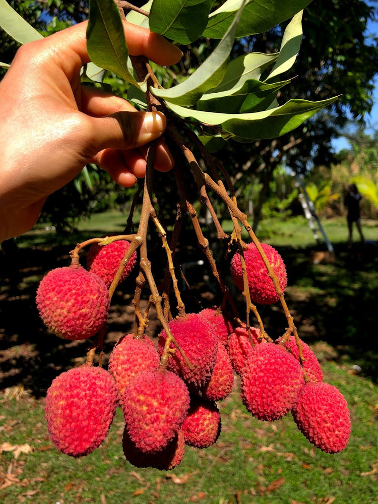 
            
                Load image into Gallery viewer, Lychee - Mauritius Variety *Pre-Order 2024*
            
        