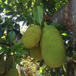 Green Jackfruit (Unripe for Cooking)