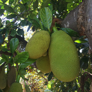 Green Jackfruit (Unripe for Cooking) *Pre-Order*