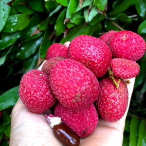 
            
                Load image into Gallery viewer, Lychee - Mauritius Variety Box *Pre-Order*
            
        